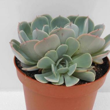Echeveria secunda